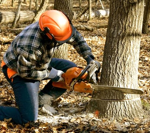 Tree Removal in Warsaw, IN